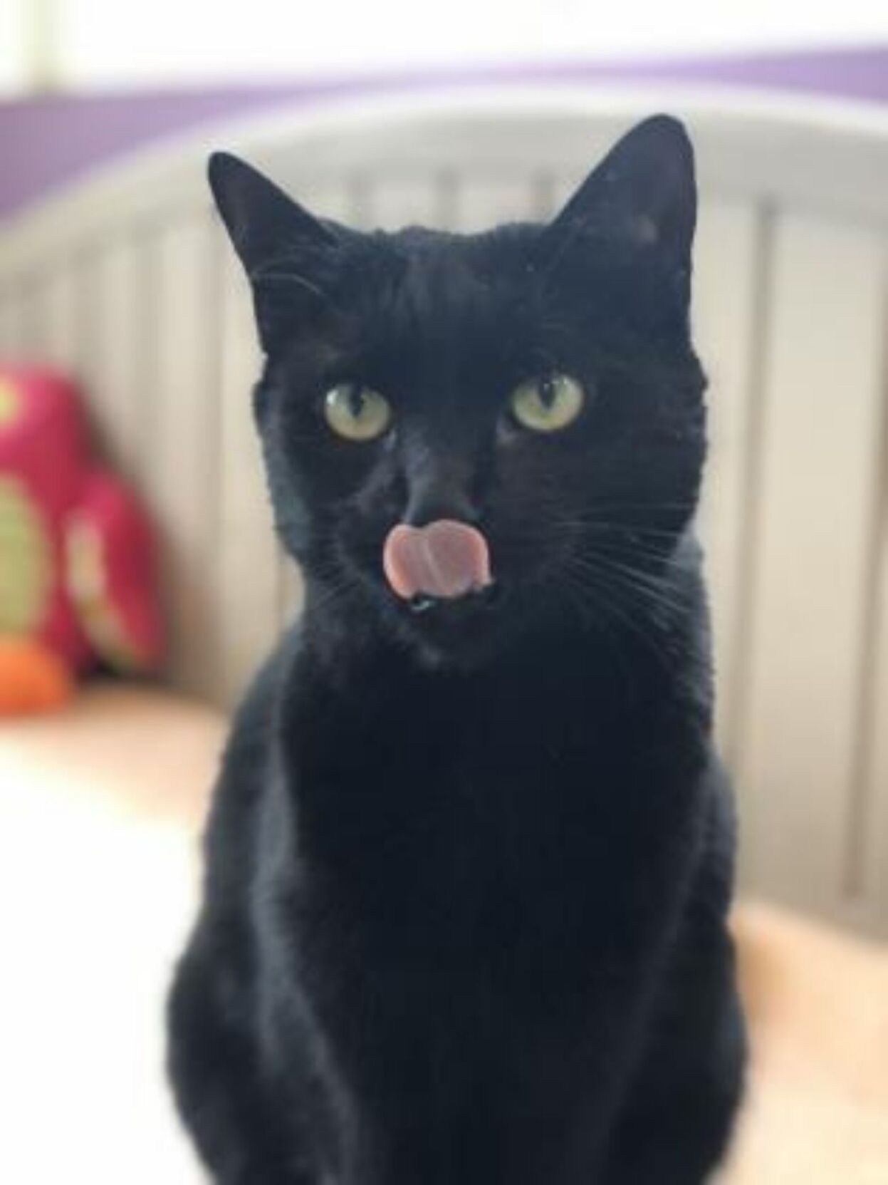 SPCA Pets of the Week: Lizzie and Tumbler PHOTO 3